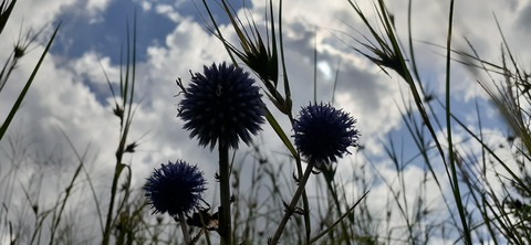 228-211(17-16)泉水キャンプ村909_120646