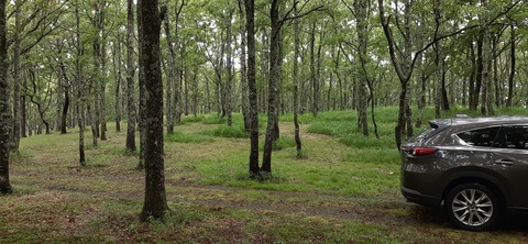 172-157(14-14)くじゅう自然動物園903_112731