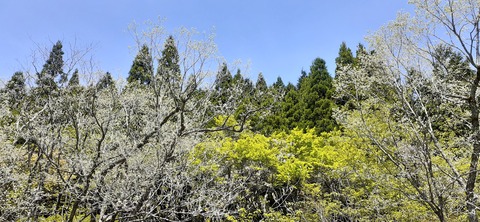 153-138(52-52)マゼノ 甲の瀬キャンプ村430_113137