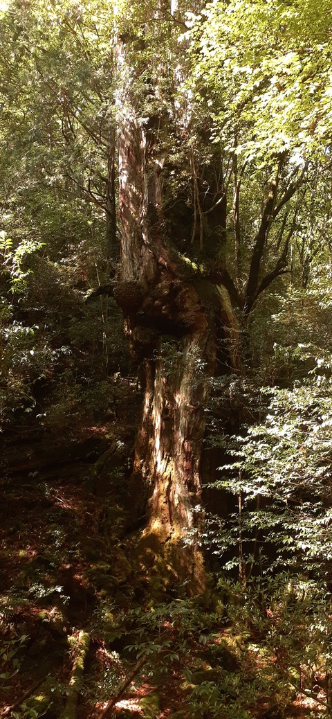 259-240(48-45)宮之浦岳新高塚小屋430_091854