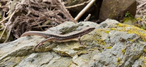 202-186(44-43)八木山渓流公園325_135218