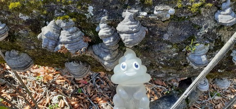 236-219(25-24)大崩山1104_113620