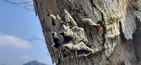 181-165(23-22)仲山城跡キャンプ場1104_132115