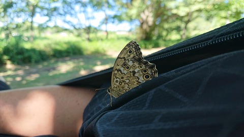 56-45(11-9)久住山荘南登山口C142S