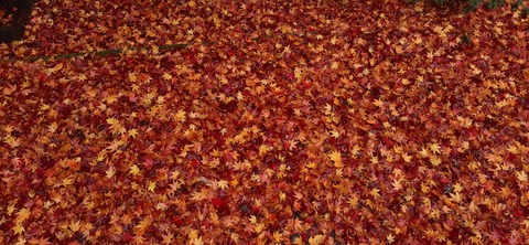 182-166(24-23)牧の原キャンプ場2回目1113_103444