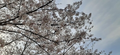 203-187(45-44)長崎鼻リゾートキャンプ場402_064703