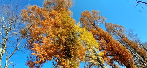 241-224(30-29)奥霧島御池キャンプ場②1126_110431