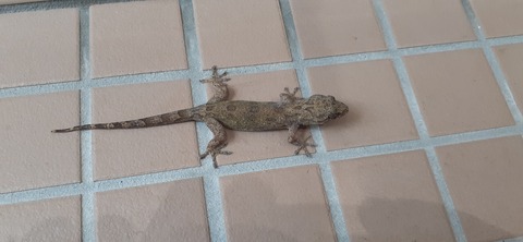 256-237(45-42)指宿レイクグリーン427_171613