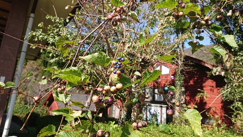 68-55(23-19)藤河内渓谷キャンプ場186S