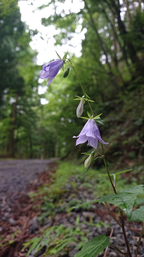 112-97(11-11)坊ガツルキャンプ場359