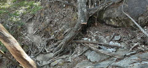 236-219(25-24)大崩山1104_091327