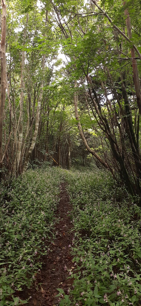 227-210(16-15)スノーピーク奥日田902_102520