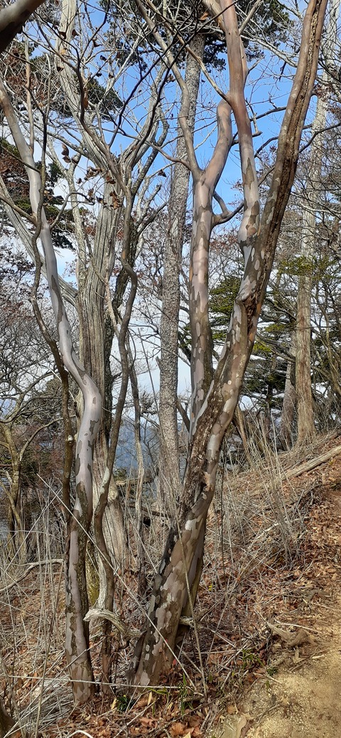 236-219(25-24)大崩山1104_130155