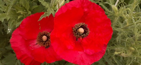 256-237(45-42)指宿レイクグリーン426_082259