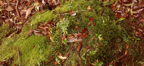 259-240(48-45)宮之浦岳新高塚小屋430_070842