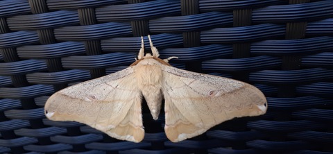 179-163(21-20)ゴンドーシャロレー7泊目1030_110722