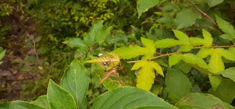 227-210(16-15)スノーピーク奥日田902_104449