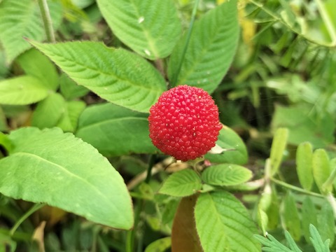 257-238(46-43)開聞岳428062535