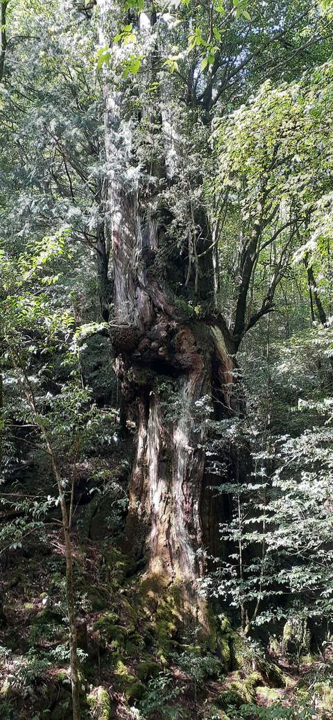 259-240(48-45)宮之浦岳新高塚小屋430_091824