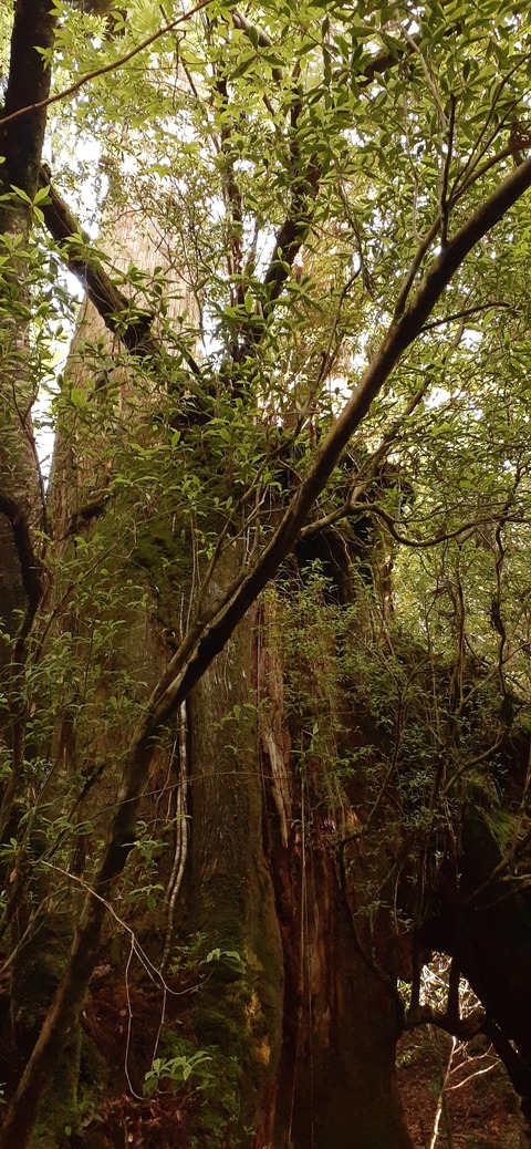 259-240(48-45)宮之浦岳新高塚小屋430_072404