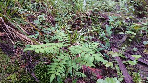 104-89(3-3)八木山渓流公園469