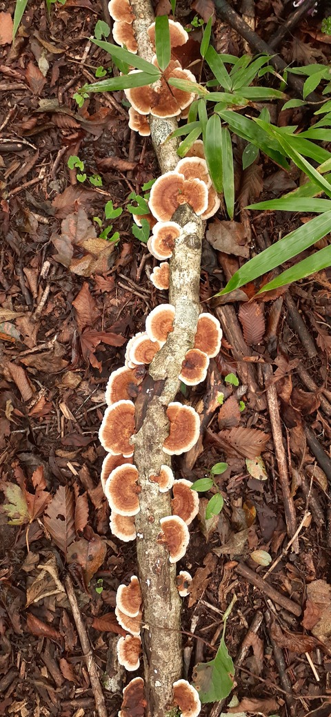 227-210(16-15)スノーピーク奥日田902_102512