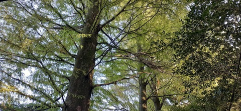 234-217(23-22)広川原キャンプ場1028_155112