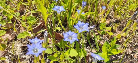 153-138(52-52)マゼノ 甲の瀬キャンプ村430_113411
