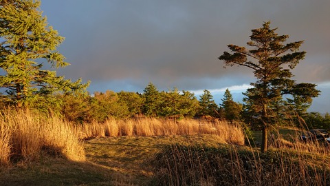 99-84(54-48)四季見原すこやかの森955