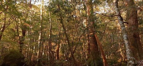 236-219(25-24)大崩山1104_070123