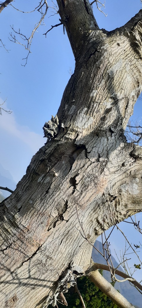 181-165(23-22)仲山城跡キャンプ場1104_132133