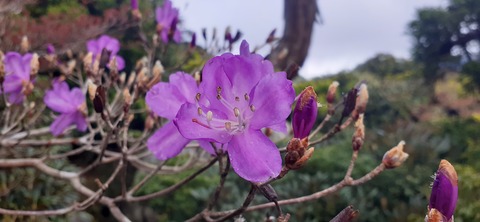 260-241(49-46)宮之浦岳淀川小屋501_154826