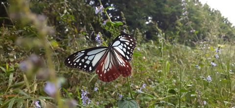 231-214(20-19)牛斬山1001_140351