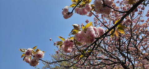 150-1345(49-49)吉井百年公園9_125223