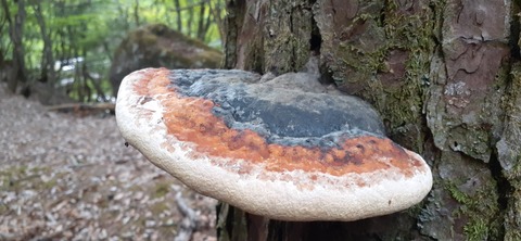 156-141(55-55)鹿川キャンプ場505_153418