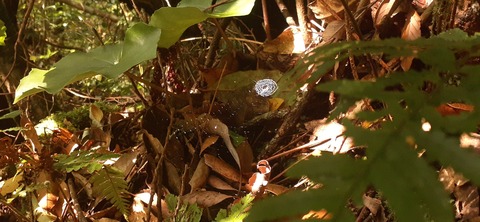 257-238(46-43)開聞岳428_075611