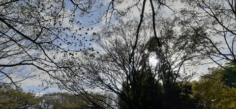 153-138(52-52)マゼノ 甲の瀬キャンプ村430_163340