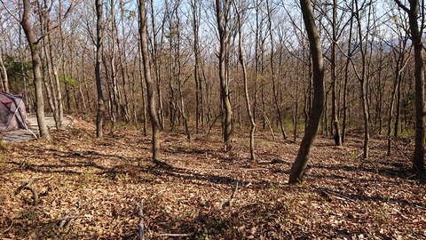 126-111(25-25)CAMP✕WOODS372