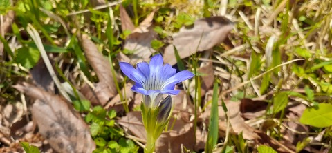 153-138(52-52)マゼノ 甲の瀬キャンプ村430_113334