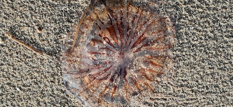 198-182(40-39)キワラビーチ225_162907