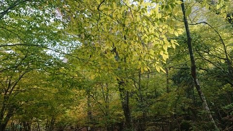 123-108(22-22)カナディアンビレッジ949