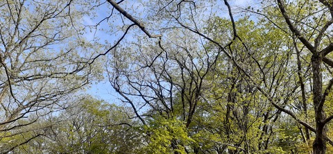 153-138(52-52)マゼノ 甲の瀬キャンプ村430_163333