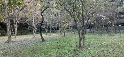 182-166(24-23)長湯きらりキャンプ場1105_133118