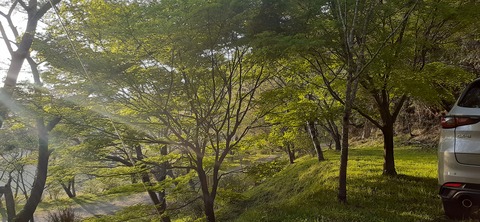 255-236(44-41)味見桜公園413_175347