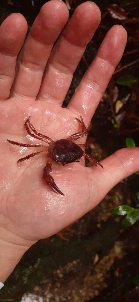 260-241(49-46)宮之浦岳淀川小屋501_075058