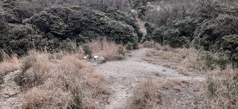 251-232(40-37)伽藍岳ゲリラキャン303_110225