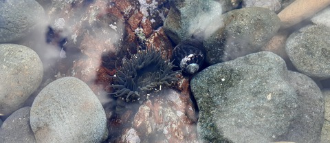 189-173(31-30)大島加代海岸103_133820R