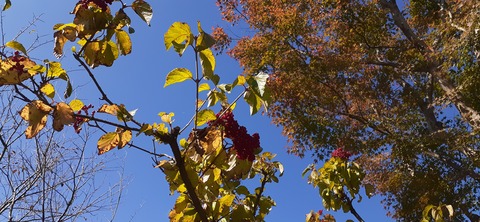 179-163(21-20)ゴンドーシャロレー7泊目1030_110853