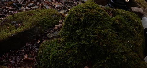 202-186(44-43)八木山渓流公園326_070650