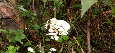 227-210(16-15)スノーピーク奥日田902_101958